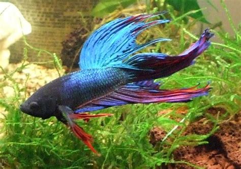 Good fish for small tank - The good side of mini aquariums is that anyone can have one. The monetary investment is small, and the space requirements are so minimal that virtually everyone can find a place for a tiny fish tank. College students in dorms, nursing home patients, apartment dwellers, and even the most crowded school …